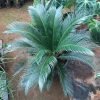 Cycad Cycas, Sago Palm Tree, Oriental Tree