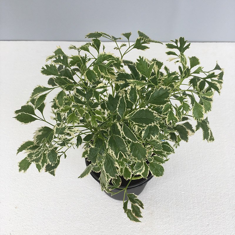 Dwarf Maple, Acer Negundo, Small - Image 2