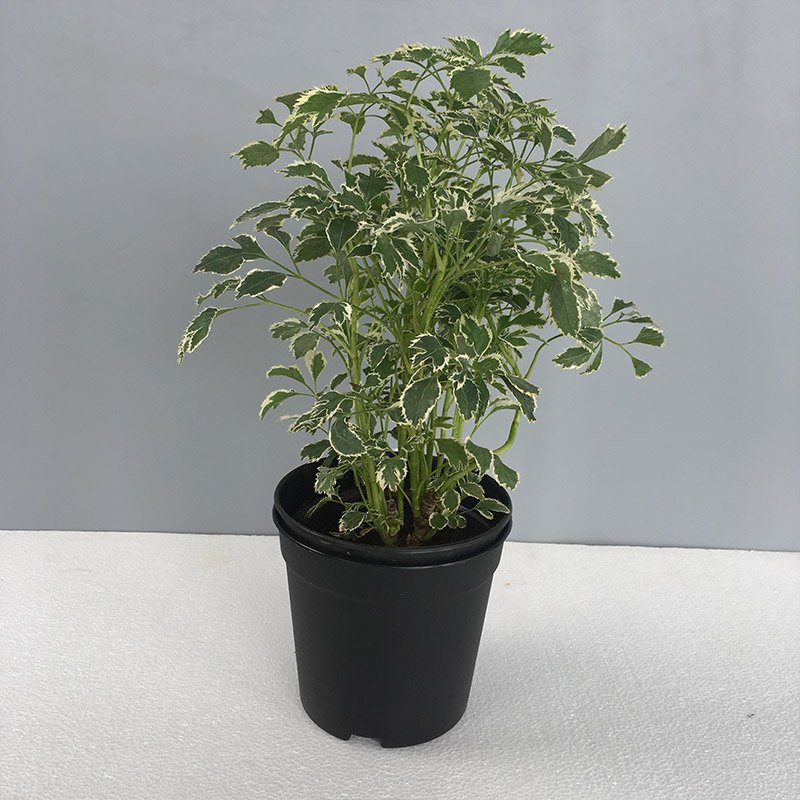 Dwarf Maple, Acer Negundo, Small