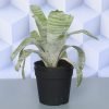 Urn Plant, Silver Vase Plant, Aechmea Fasciata