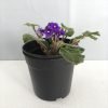 African Violets Saintpaulia