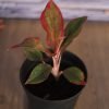 Aglaonema, Red Edge, Variegated