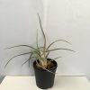 Tillandsia Butzi