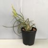 Tillandsia Flavo Bracteata