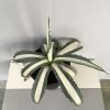 American Agave, Century Plant