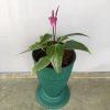 Anthurium Pink, Painted Tongue, Flamingo Lily