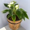 Anthurium White, Painted Tongue, Flamingo Lily