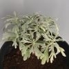 Common Wormwood, Arttemisia Absinthium, Dusty Miller
