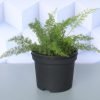Asparagus Aethiopicus Fern