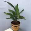Bar Room, Cast Iron Plant, Aspidistra Elatior