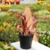 Billbergia Bromeliad