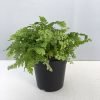 Boston Fern, Sword Fern, Nephrolepis Exaltata