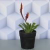 Vogue Plant, Bromeliad Vriesea