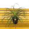 Ponytail Palm, Brussel's Pony Tail Palm