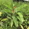 Heliconia, Birds of Paradise, Lobster Claw
