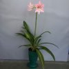 Hippeastrum Reginea