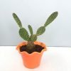 Bunny Ear Cactus, Opuntia Microdasys