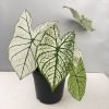 Caladium Allure