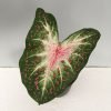 Caladium - Day Dreamer