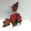 Caladium - Frieda Hemple