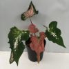 Caladium - Pink & Green