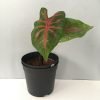 Caladium - Pink Veins