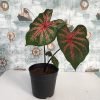 Caladium - Rosebud