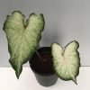 Caladium - White Delight
