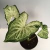 Caladium - White Marble