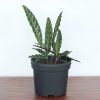 Rattlesnake Plant, Calathea Insignis