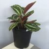 Calathea Medallion (Corona)