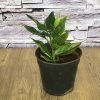 Calathea Ornata, Pinstripe