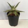 Carmine Aloe