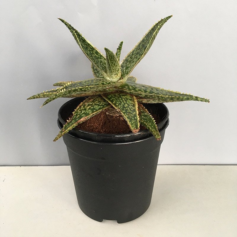 Carmine Aloe