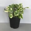Money Plant - Marble Prince