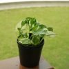 Devil's Ivy, Money Plant, Pearl and Jade Pothos