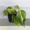 Green Money Plant, Scindapsus Pictus