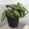Silver Money Plant, Pothos - Scindapsus Pictus