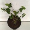 Creeping Fig, Climbing Fig, Ficus Pumila