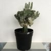 Coral Cactus, Eurphorbia Lactea Crest