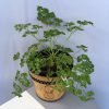 Coriander Sativum, Chinese Parsley