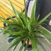 Cornstalk Dracaena, Green