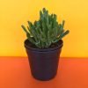 Jade plant, Money Tree, Crassula Gollum Jade