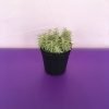 Silver Sedum Lineare Variegated, Cream and Green Carpet Sedum