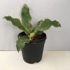Earth Star, Cryptanthus Beuckeri