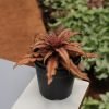 Earth Star Plant - Cryptanthus Brown