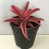 Earth Star Plant - Cryptanthus Pink