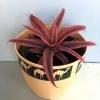 Earth Star Plant, Cryptanthus Elaine
