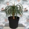 Pandanus Candelabrum, Chandelier Tree