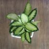 Dieffenbachia 'Triupmph', Dumb Canes
